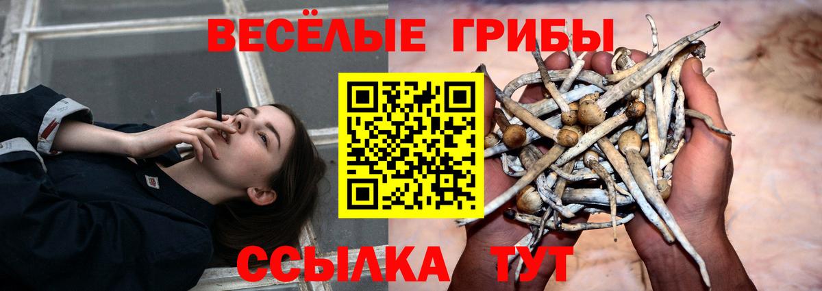 Псилоцибиновые грибы Cubensis  Галлюциногенные грибы Cubensis  Карабулак  Вход с VPN 